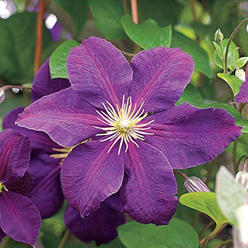 Amazon Com 1 Clematis Jackmanii Purple Color Vine Plant Root Bulb Flower Perennial Summer Garden Outdoor