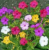100 Four O'Clocks Flowers Seeds
