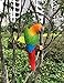 Ruerlity Hanging Parrot Statue Sculpture On Ring Lawn Ideal Decor for Patio Home and Garden