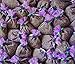 Zziggysgal Beautiful Lavender Filled Sachets - Freshly harvested and Dried - 12 Pack