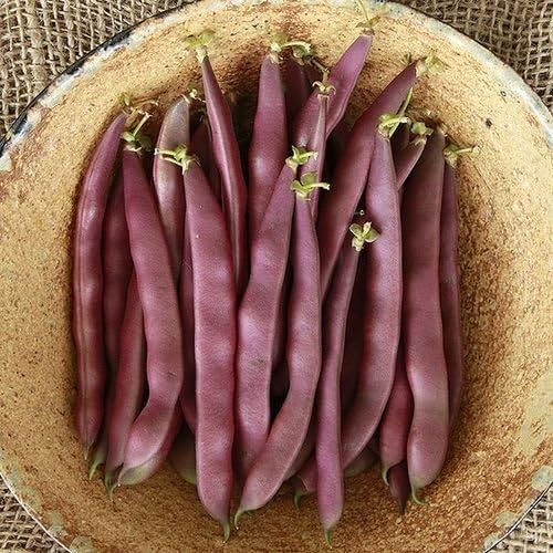 Organic Non-GMO Red Swan Bush Bean - OPEN-POLLINATED - Garden Vegetable Seed for Planting (price includes shipping)