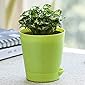 Ugaoo Syngonium Mini Indoor Plant With Pot