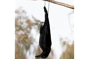 Noamus 17 Inches Realistic Hanging Dead Crow, Lifesize Extra Large Black Feathered Crow, Fake Decoy Raven for Garden Halloween Decorations Birds, Artificial Handmade, Model, Party Props