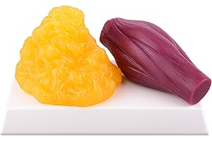 SimCoach Fat Replica 1 lb & Muscle Replica 1lb with Display Base, Great Motivator and Reminder for Fitness, Demonstration Model for Nutritionist, Anatomical Model for Medical Students