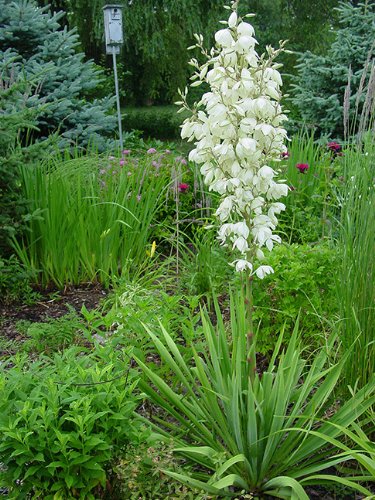 SVI 10 Yucca Plant Seeds - Adam's Needle Perennial Flower Seed - Drought Tolerant - Zones 4-11 - 10 Seeds