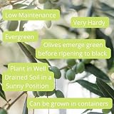 Olea Europaea Olive Tree 100-110cm | 1 Potted Patio Hardy Tree view 5