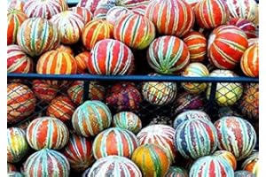 CZ GRAIN Fruit Seeds for Planting - Garden Fruit Seeds (Kajari Melon - 10 Seeds)