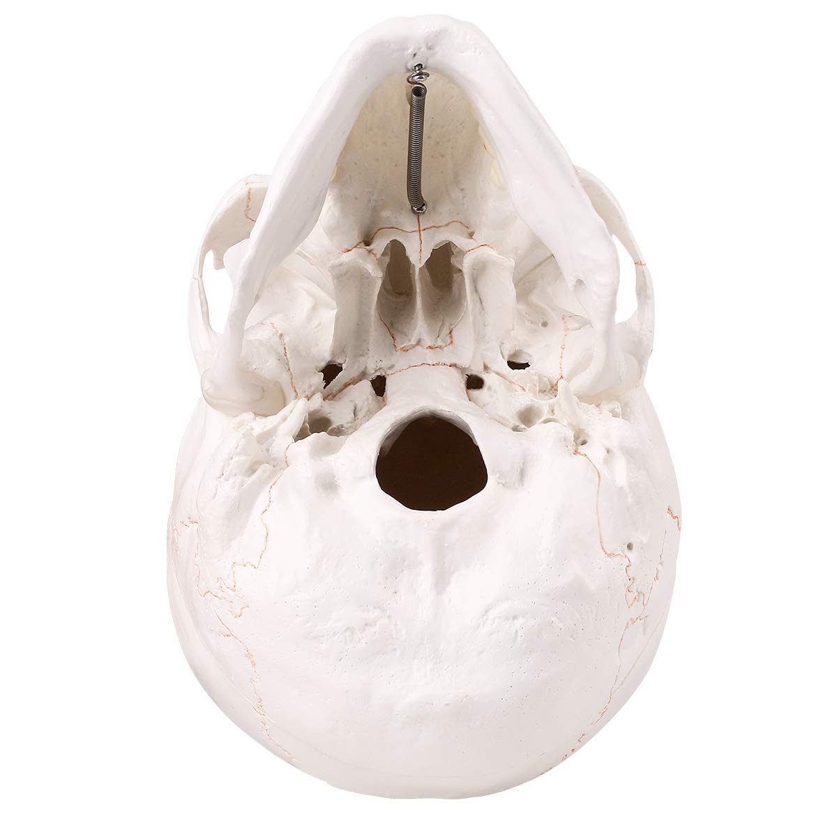 LYOU Human Skull Model, Life Size Human Skull Head, Model Human Anatomy Head Skeleton Model for Learning, (Line Painted Skull)