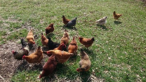 6 Mixed Chickens Hatching Eggs Fertile Live Chicken Incubator Egg Incubation LFF Barnyard