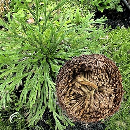 Inovey 1 Pcs Résurrection Plantes Hydrophile Rose De Jericho