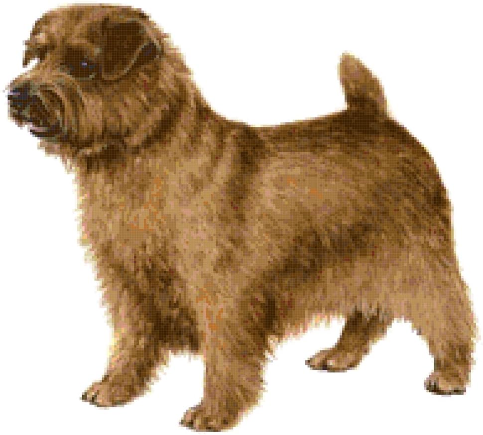Amazon Com Norfolk Terrier Dog Counted Cross Stitch Pattern Arts Crafts Sewing
