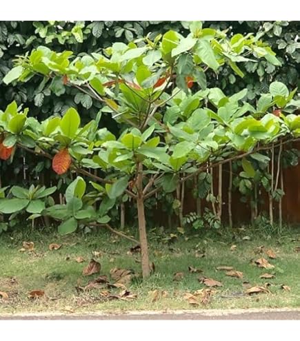 Amazon.com : New Fresh 60pcs Almond Tree Seeds Generic