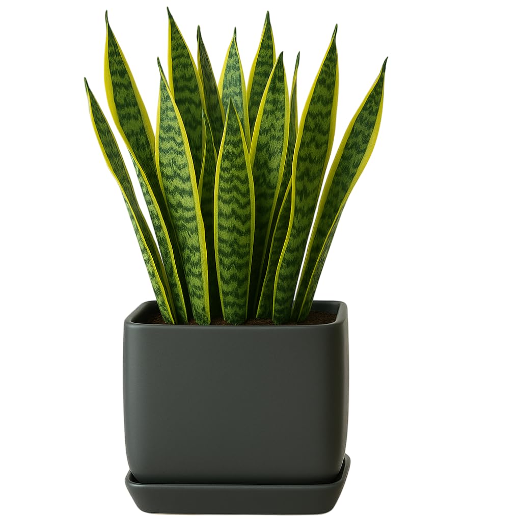 Photo 1 of PLANTATOREM Ceramic Cube Plant Pot with Drainage and Saucer – Modern Decorative Planter for Home or Office (Matte Cool Grey, 4.5" D x 4.0" H -Single Pot)