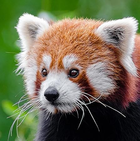 Lazy Red Panda - Greeting Card - Of Sprites Of Stitches - View #12