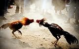 A.D.P. R4 Chicken Leg Spur Protectors Red Blue 2 Pairs Rooster Gamefowl view 6