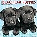 Just Black Lab Puppies 2017 Wall Calendar (Dog Breed Calendars)