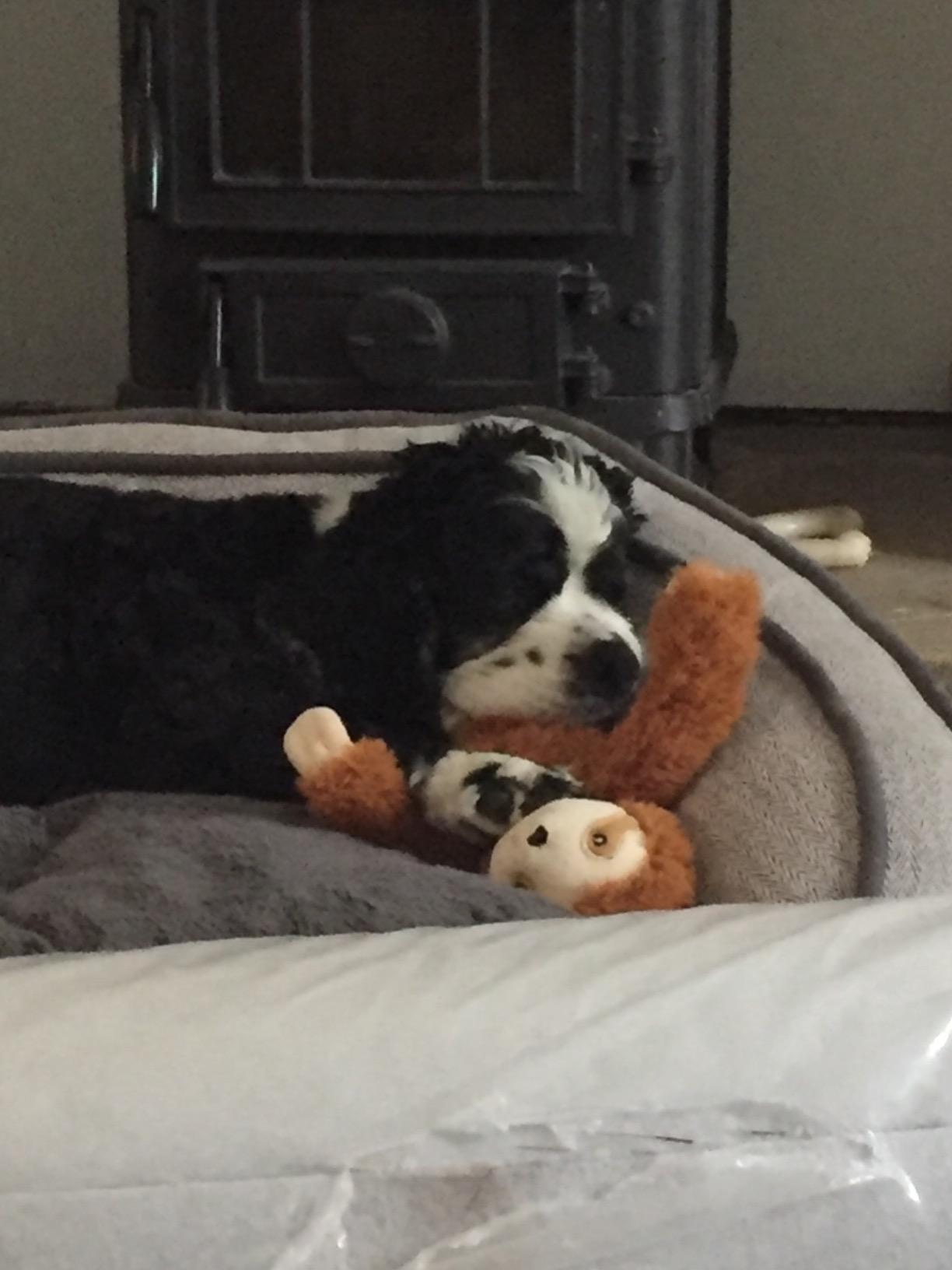 buddy and lola happy tummy