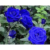 50+ Climbing Rose Seeds Flowers Vine Garden Planting