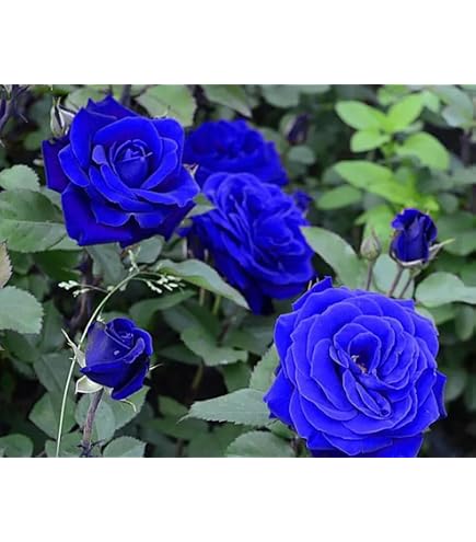 Amazon.com : Rose Bush Variety Pack - 3pack - 2 Inch Pot Amazon.com : Rose Bush Variety Pack - 3pack - 2 Inch Pot