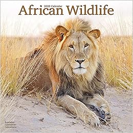 African Wildlife - Afrikanische Tierwelt 2020: Original Avonside-Kalender [Mehrsprachig] [Kalender] (Wall-Kalender)