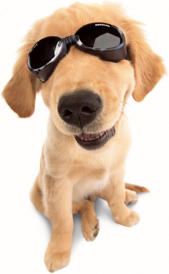 Уф собака. Очки для собак Doggles ils. Бежевая собачка в очках. Doggles. Dog Glasses