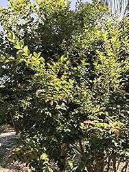Jaboticaba Myrciaria Cauliflora Sabara Brazilian