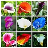 Calla Lily Seeds Beautiful Flowers -100Pcs Seeds