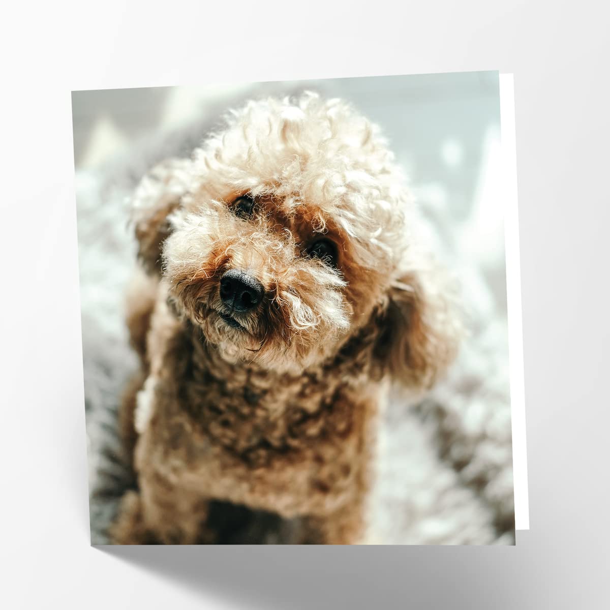 Maturi Cockapoo Dog Photographic Blank Birthday Greetings Card, 15.5 x 15.5 cm