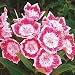 Pink White Mountain Laurel Seeds 75 Seeds (Kalmia Latifolia) Upc 643451295788
