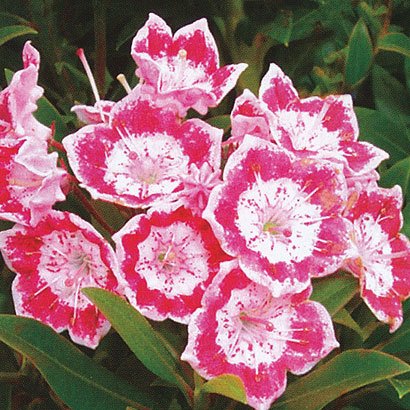 Pink White Mountain Laurel Seeds 75 Seeds (Kalmia Latifolia) Upc 643451295788