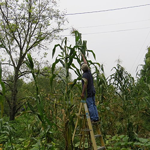 #1245RAREAMAZON GIANT YELLOW CORN35 SEEDSe-z grow12'-18' TALL Corn Bread#1245 #1245RAREAMAZON GIANT YELLOW CORN35 SEEDSe-z grow12'-18' TALL Corn Bread#1245
