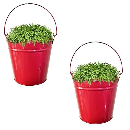Ascent Homes Pail Bucket Galvanized Metal Hanging Planter, 23 cm (Pink)