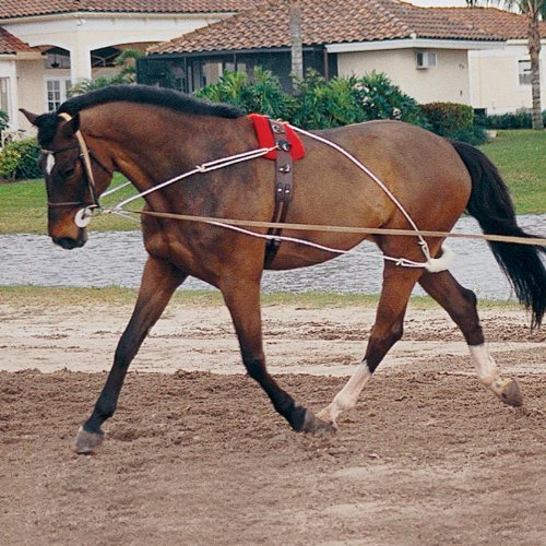 Pessoa Style Training Aid System The Ultimate Horse Lunging Training