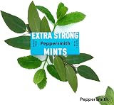 Peppersmith Extra Strong Mints Sugar Free Xylitol 12x15g Natural Eucalyptus view 5