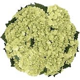 GlobalRose 30 Green Mini Hydrangeas &ndash; Responsibly Sourced White Flowers &ndash; Hand-Picked Flowers Fresh Bouquet for Graduation, Anniversary, Birthday &amp; Special Occasions