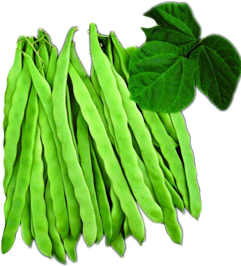Park Seed Algarve French Climbing Bean Seeds, Includes 100 Seeds in a Pack