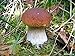 King Bolete Mushroom (Boletus edulis Bull) Mycelium Spores Spawn Dried Seeds