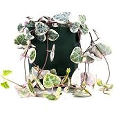 Sprig &amp; Stone Ceropegia woodii variegata 'Variegated String of Hearts'