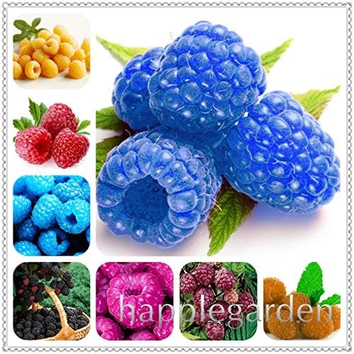9 Sanhoc 200 Pcs Chinese Wild Raspberry Bonsai Rasp Berry Plant Super Big Fruit Tree Strawberry Blackberry For Home Garden Garden Outdoors Bonsai