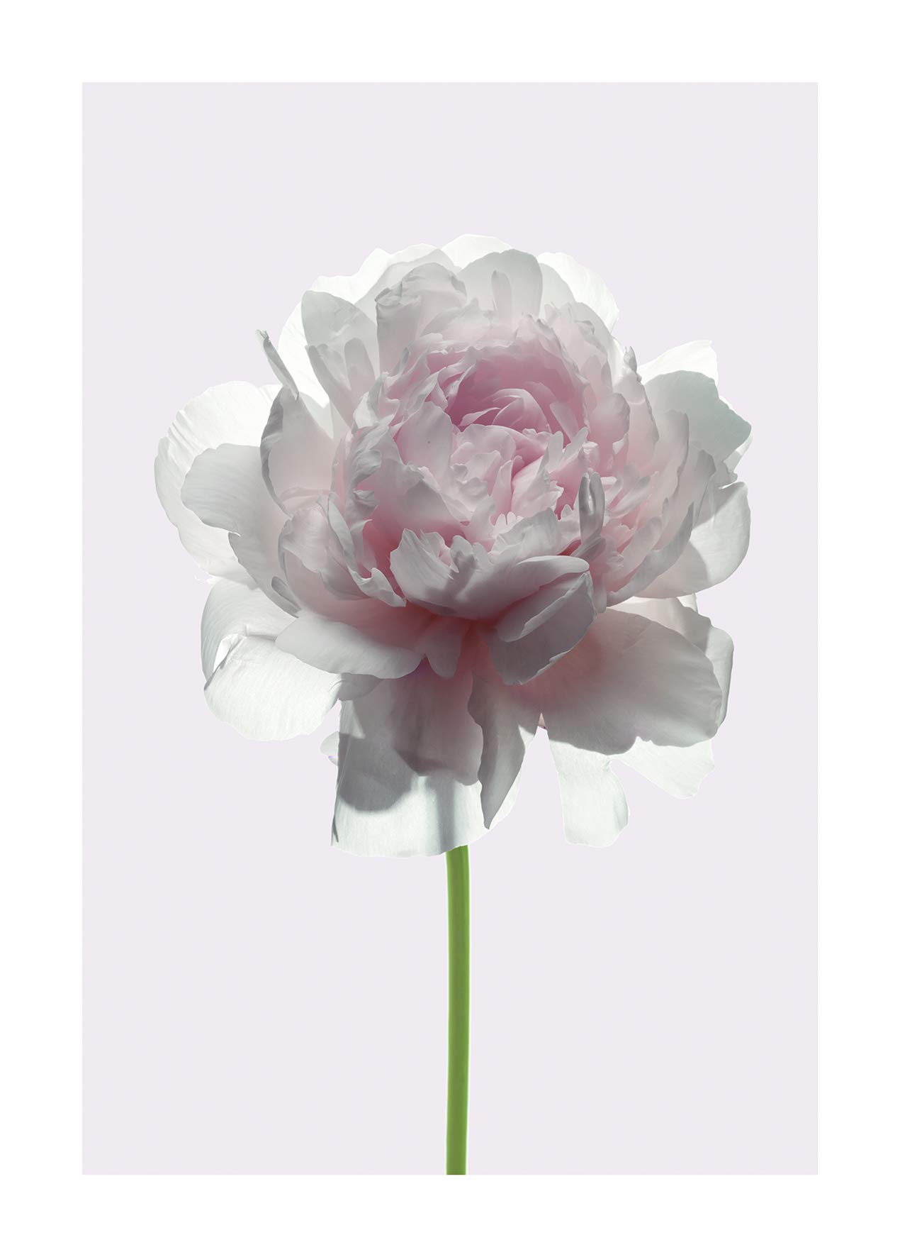 Komar Wall Picture | Rose | Poster Picture Living Room Bedroom Decoration Art Print | No Frame | P065-50x70 | Size: 50x70 cm (Width x Height)