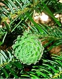 The Green Door Design Succulent Hanging Ornament