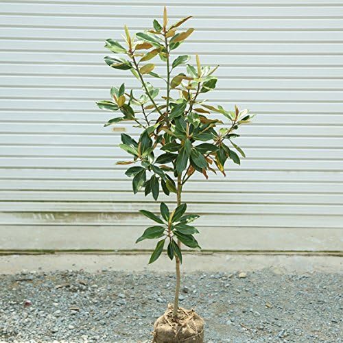 庭木 タイサンボク リトルジェム 矮性タイサンボク 永遠の定番