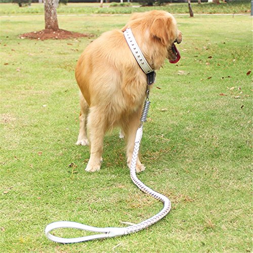 dog chain belt