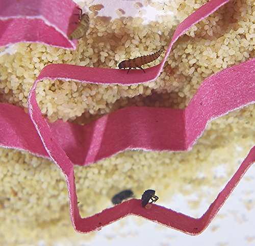 3 Insect+Lore+Live+Ladybug+Larvae