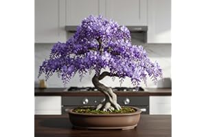 CZ GRAIN Weeping Wisteria Bonsai Tree Seedling for Planting - 1 Year Old Well Rooted Seedling