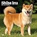 Shiba Inu 2019 12 x 12 Inch Monthly Square Wall Calendar, Animals Asian Dog Breeds