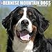 Bernese Mountain Dog 2017 Wall Calendar