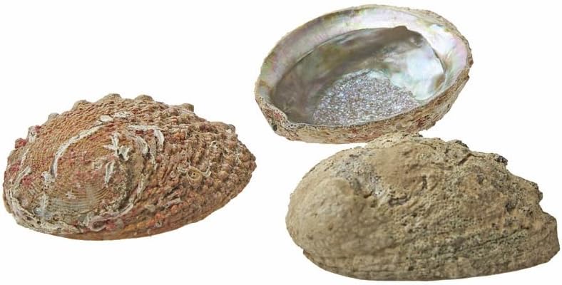 Sacred EssenceGreen & Brown Abalone 4-5" Mama Cocha Rustic Shell - Incense Deep Smudge Dish