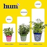 Hum Flowerpots Set of 3 15cm Indoor Outdoor Plastic Pots Green Grey view 7