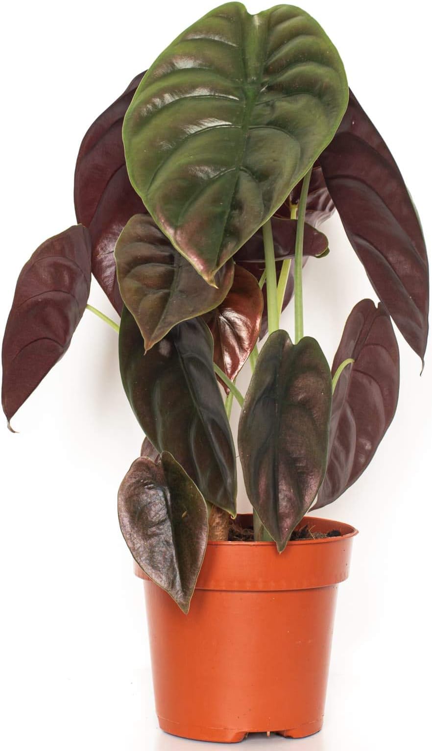 Alocasia Red Secret